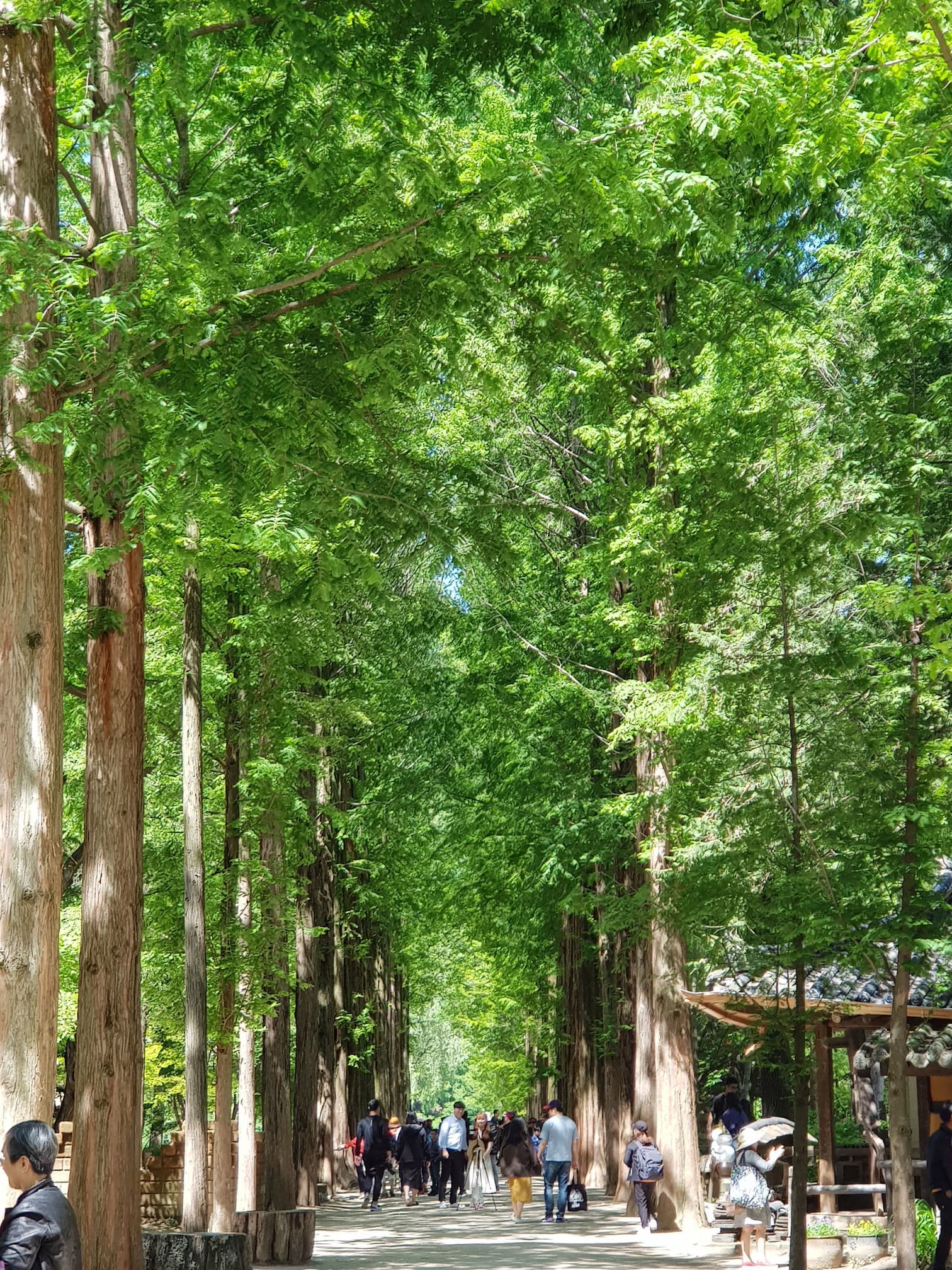 Nami Island Private Tour