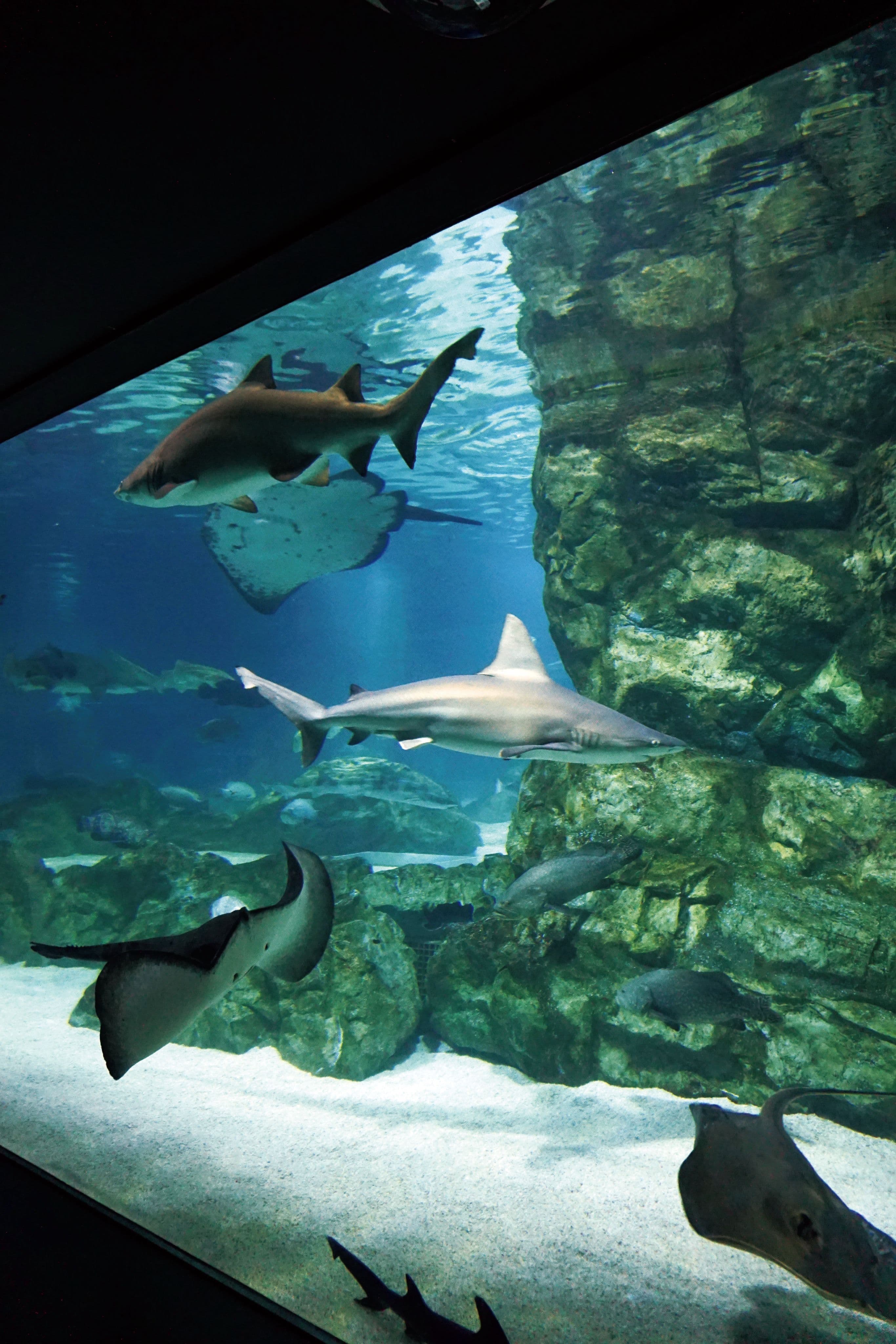 seoul-city-tour-coex-aquarium-sharks-stingrays