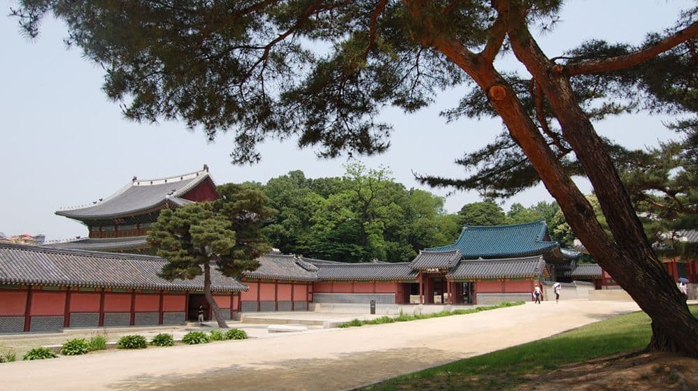 changdeokgung-palace-garden-pine-tree-view