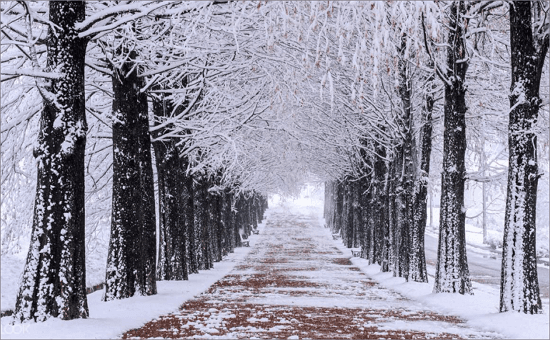 nami-island-winter-metasequoia-road-korea