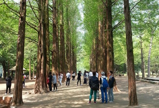 nami-island-metasequoia-tree-road-main-spot