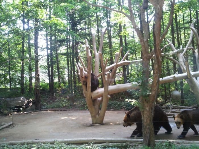 everland-safari-world-wildlife-tour-bear