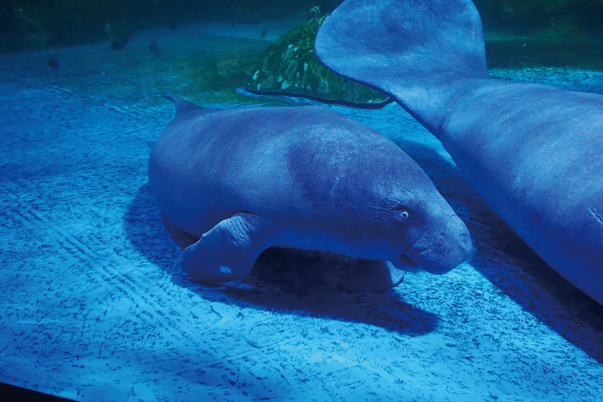 seoul-city-tour-coex-aquarium-manatees-underwater