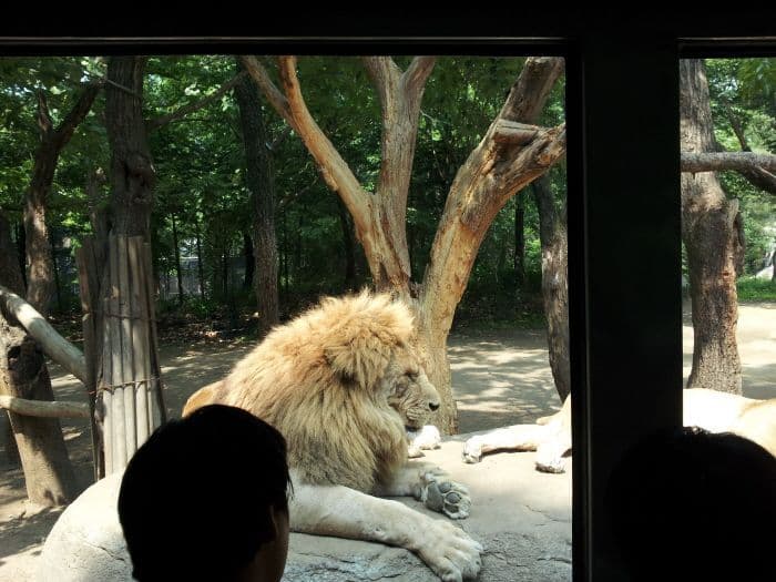 everland-safari-world-wildlife-tour-lion